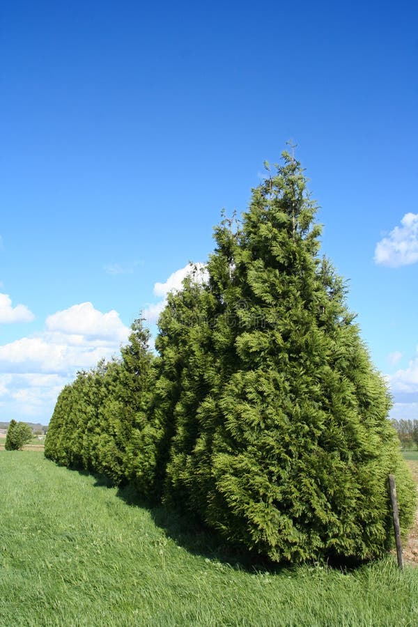 Download Trees stock image. Image of vegetation, blue, green, pine - 113107