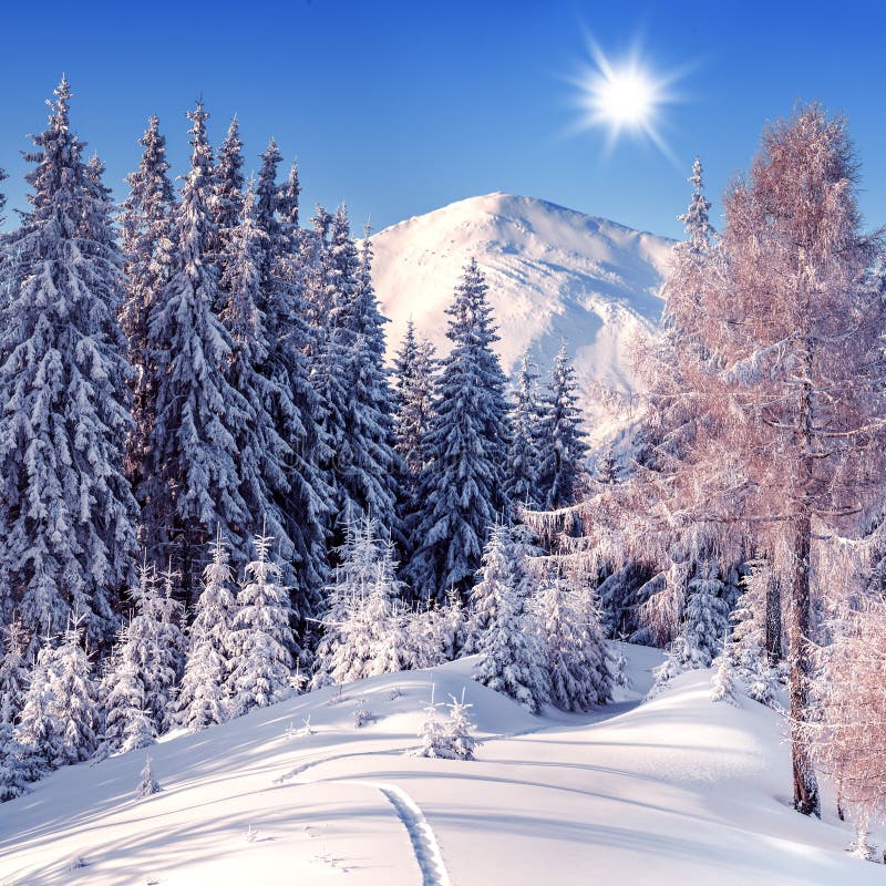 Beautiful Winter Landscape in Mountains. View of Snow-covered Conifer ...