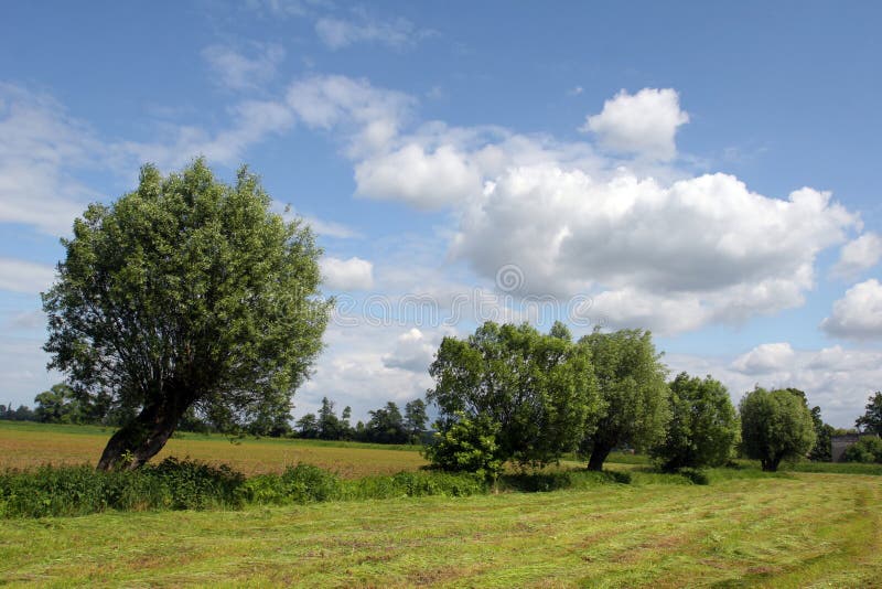 Trees on the acre