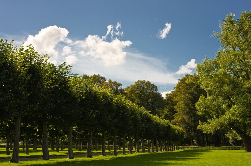 Trees alignement