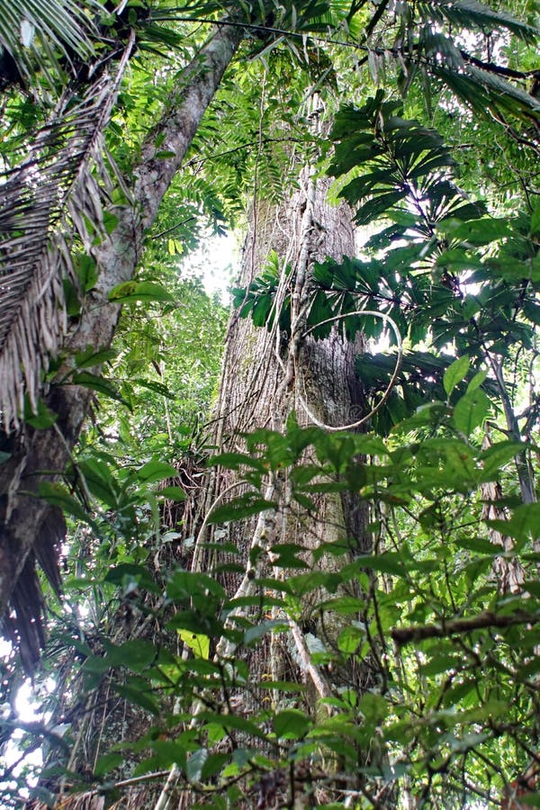 Trees in the Amazon Basin stock photo. Image of green - 184154374