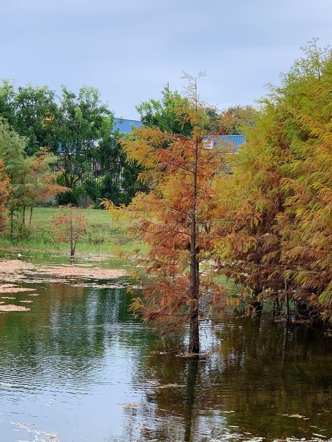 Trees Around Shiny Lake Water in the Park Under Gray Sky, Vertical Shot