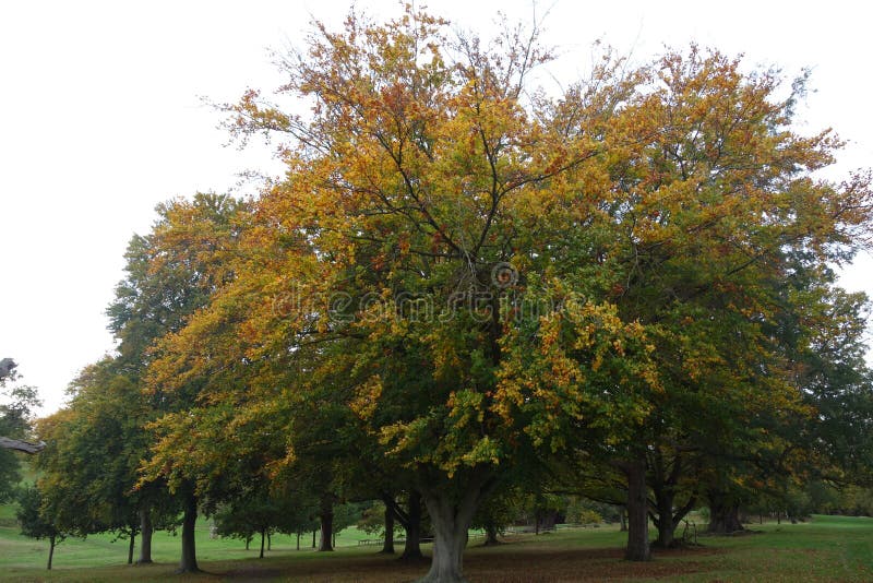 Trees With Autumn Colours stock image. Image of park - 164244591