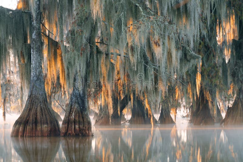 Trees of bald cypress with hanging Spanish moss in the first ray