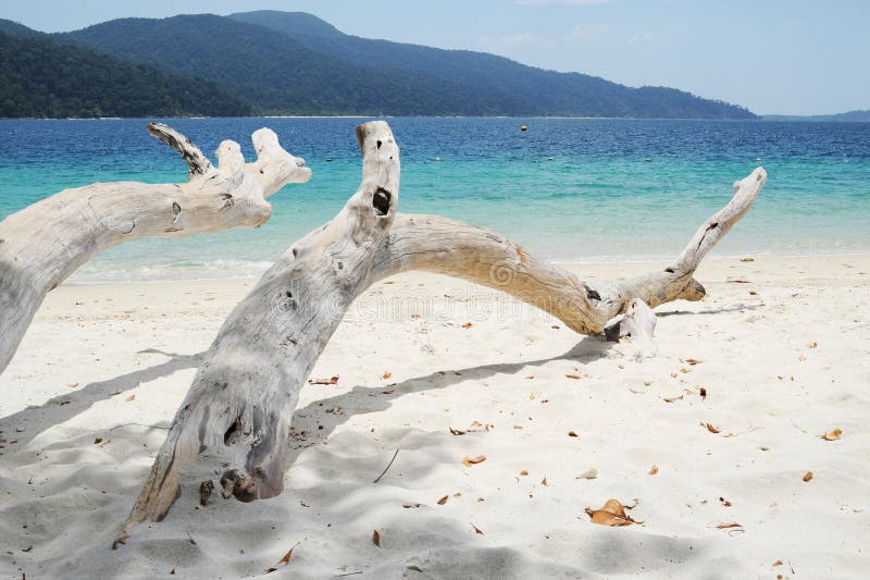 Trees on the beach