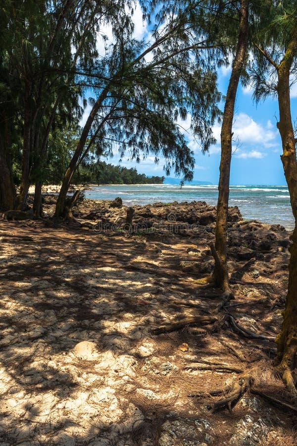 Trees on the Beach in Kawela Coast, Oahu, Hawaii Stock Photo Image of