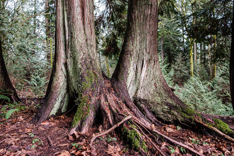 Trees at Bellevue Botanical Garden Stock Image Image of trees, park