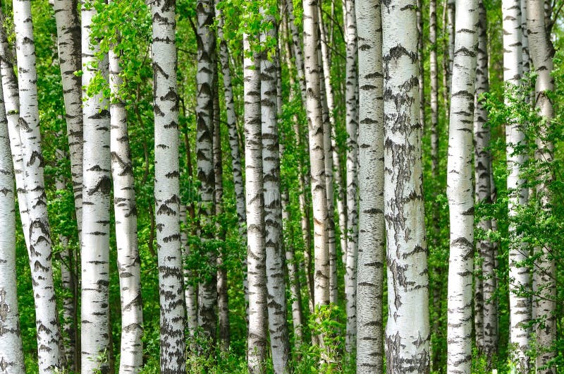 Trees in the birch wood