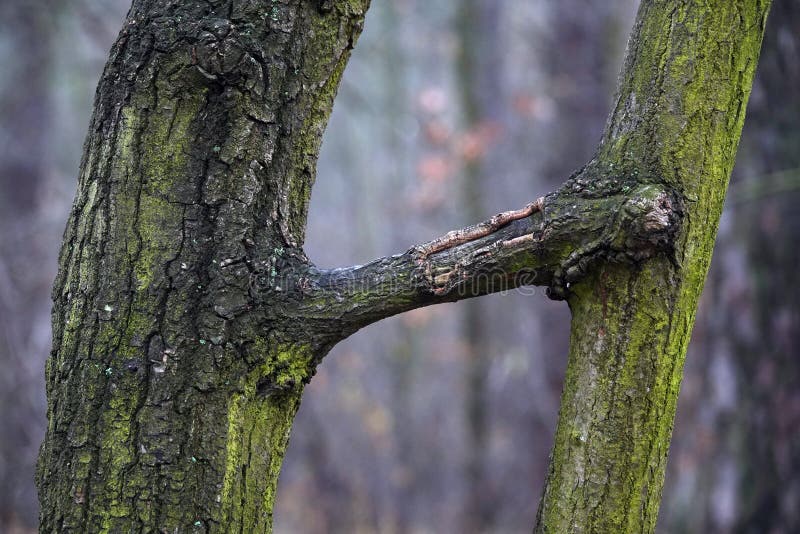 Trees with bizarre shapes stock photo. Image of female - 252498496