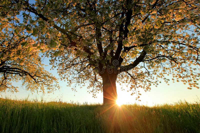Trees in bloom in springtime royalty free stock photo