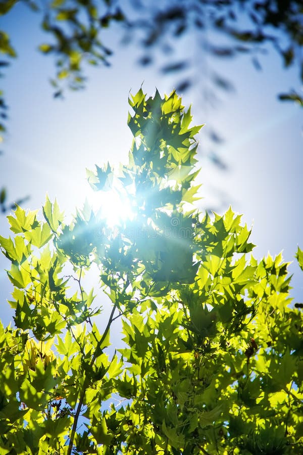 Trees Branches on Sky Background Stock Photo Image of sunny, freshness 9271358