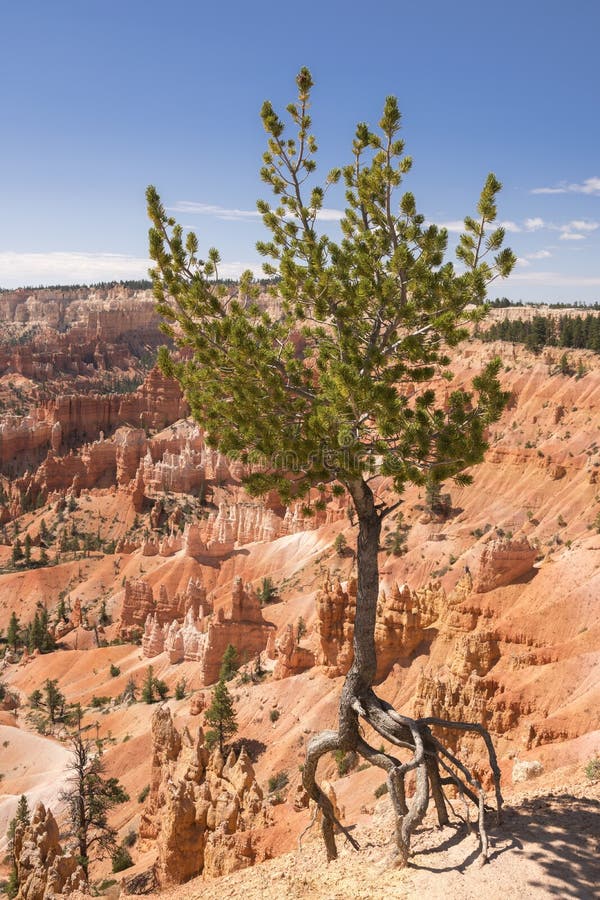 Trees in bryce canyon stock photo. Image of colors, roots 149059596
