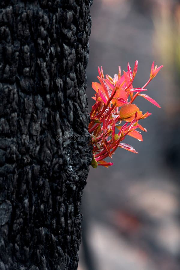 Trees burst forth with fresh new leaves after bush fire