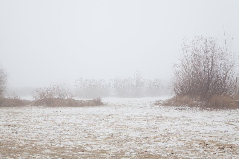 Trees and bushes in the fog on a winter beach