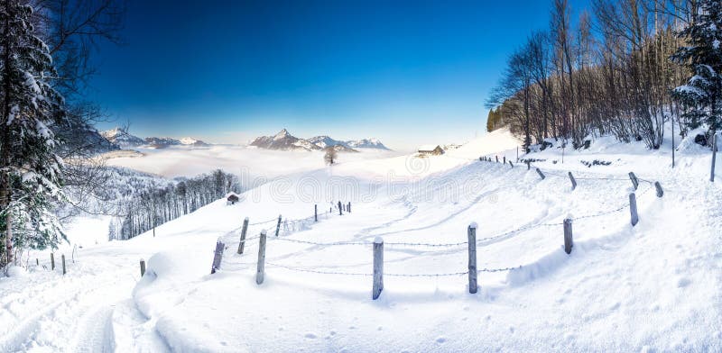 Trees covered by fresh snow in Swiss Alps. Stunning winter landscape. royalty free stock photography Trees covered by fresh snow in Swiss Alps. Stunning winter landscape. royalty free stock photography