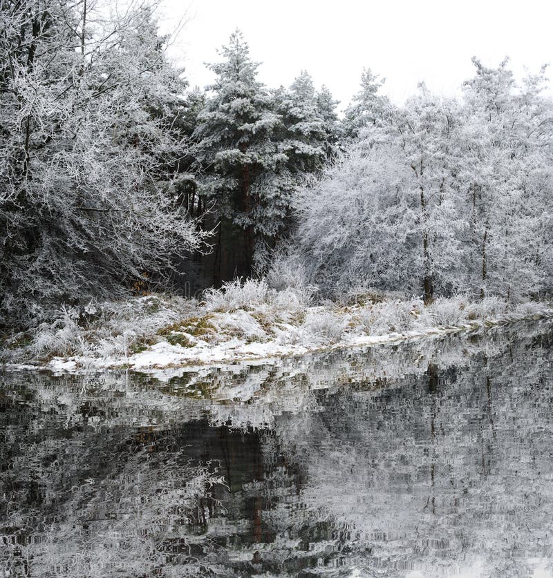 Trees covered with frost in late autumn by the lake.