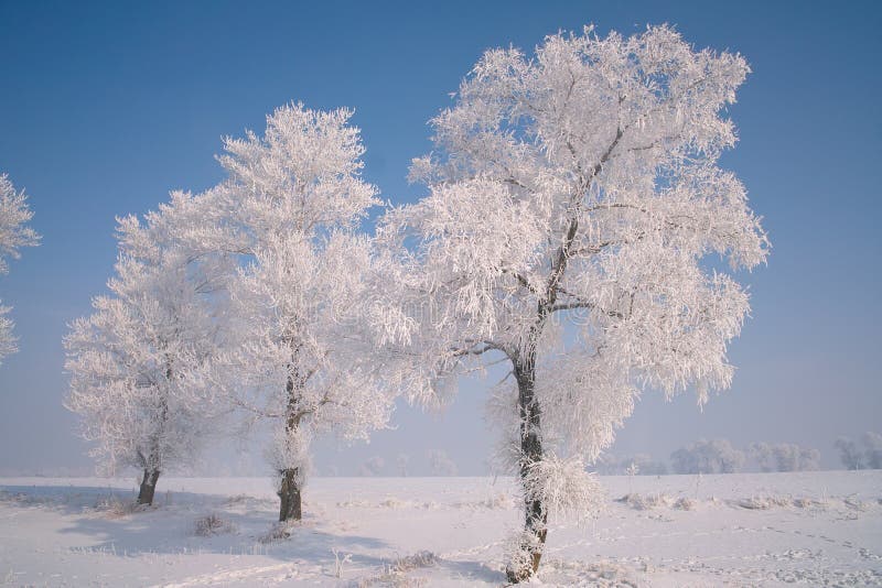 A tree covered with ice feathers,Wusong Island,Jilin China. A tree covered with ice feathers,Wusong Island,Jilin China