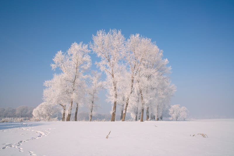 A tree covered with ice feathers,Wusong Island,Jilin China. A tree covered with ice feathers,Wusong Island,Jilin China