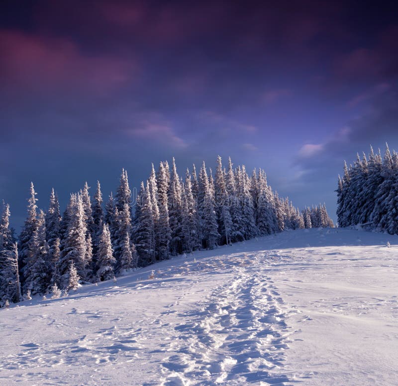 Trees covered with hoarfrost