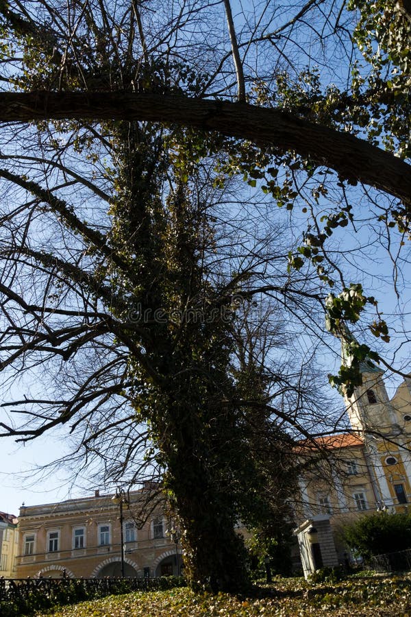 Trees covered by ivy plant in the park in the town.