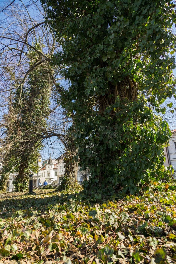 Trees covered by ivy plant in the park in the town.