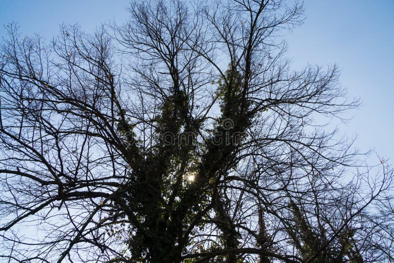 Trees covered by ivy plant in the park in the town.