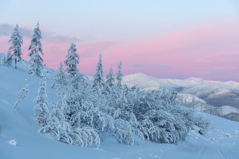 Trees Covered With Snow With Pink Clouds In the coldest place on Earth - Oymyakon