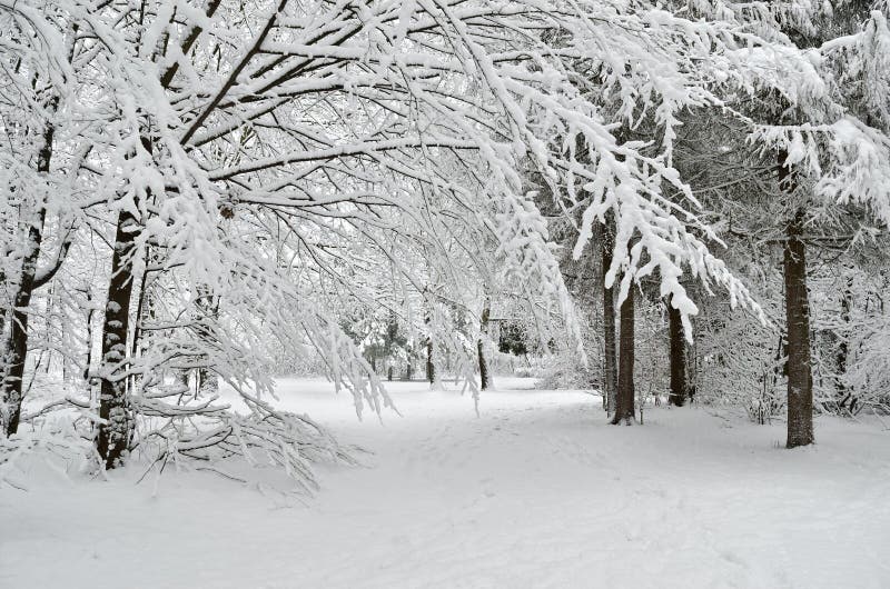 Trees covered with snow in the winter garden