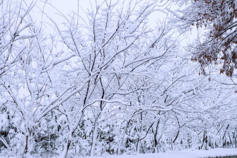 Trees covered by snow in Winter.