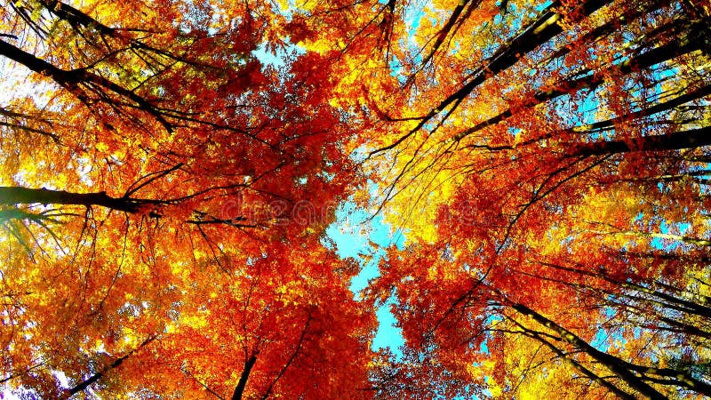 Autumn Stock Footage & Videos - 495,735 Stock Videos