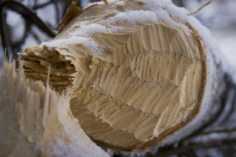 Tooth marks on wood royalty free stock photography