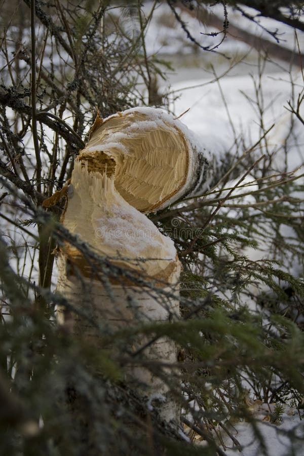 Small creek has beawer's stock photo