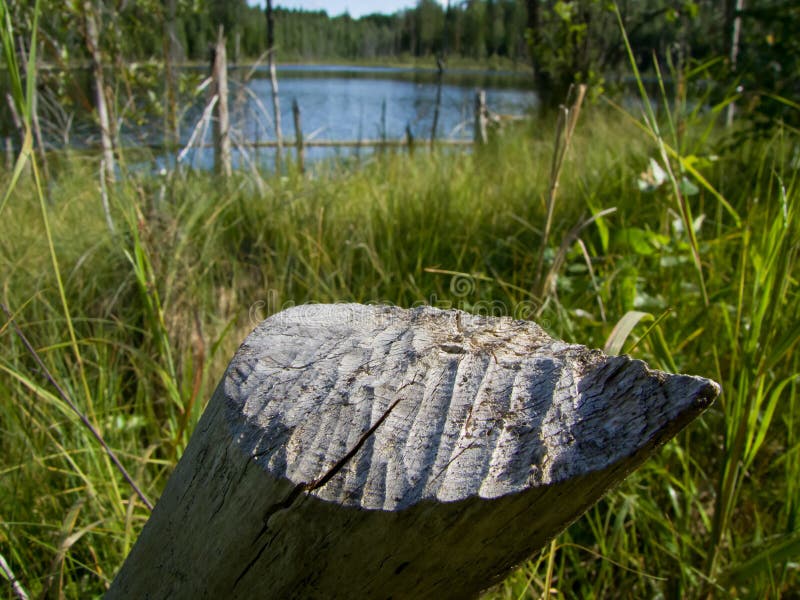 Old signs of a beaver pond royalty free stock photos