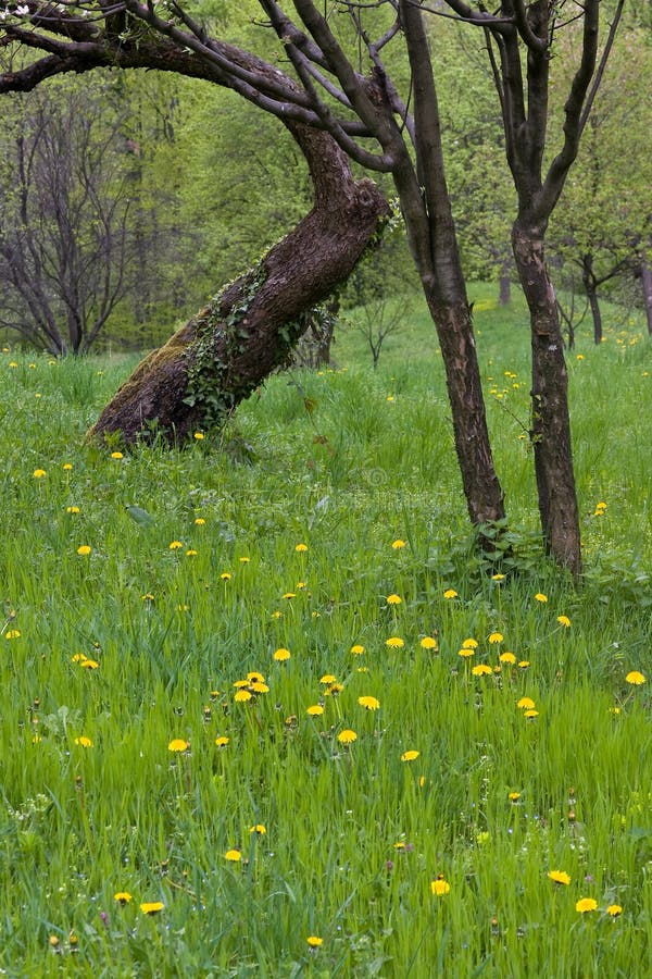 Trees and dandelions