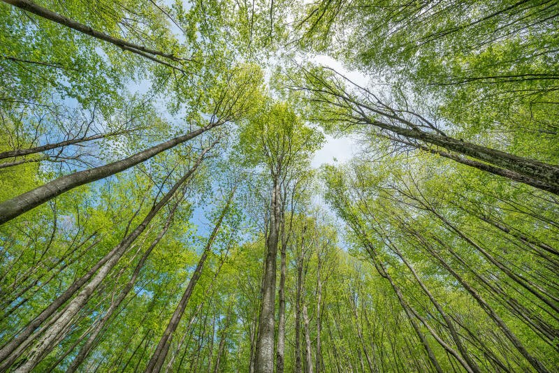 Trees in the deep mountain forest.