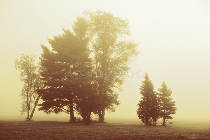 Trees in a dense morning fog