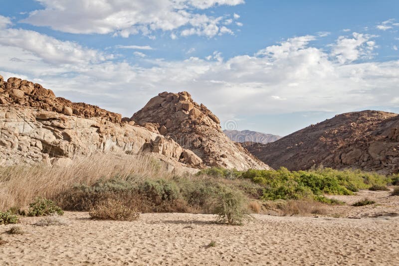 Trees in a dry riverbed, Namibia