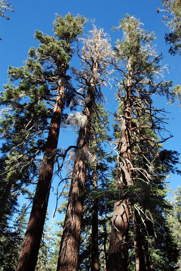 TREES AS EARTHQUAKE FAULT INDICATORS visual data 3