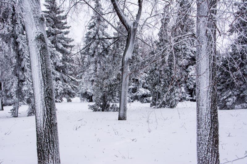 trees f?r park f?r den dagfrostjanuari naturen ?vervintrar sn?ig Grändkrona vinter f?r bakgrundsv?gsnow arkivfoton trees f?r park f?r den dagfrostjanuari naturen ?vervintrar sn?ig Grändkrona vinter f?r bakgrundsv?gsnow arkivfoton