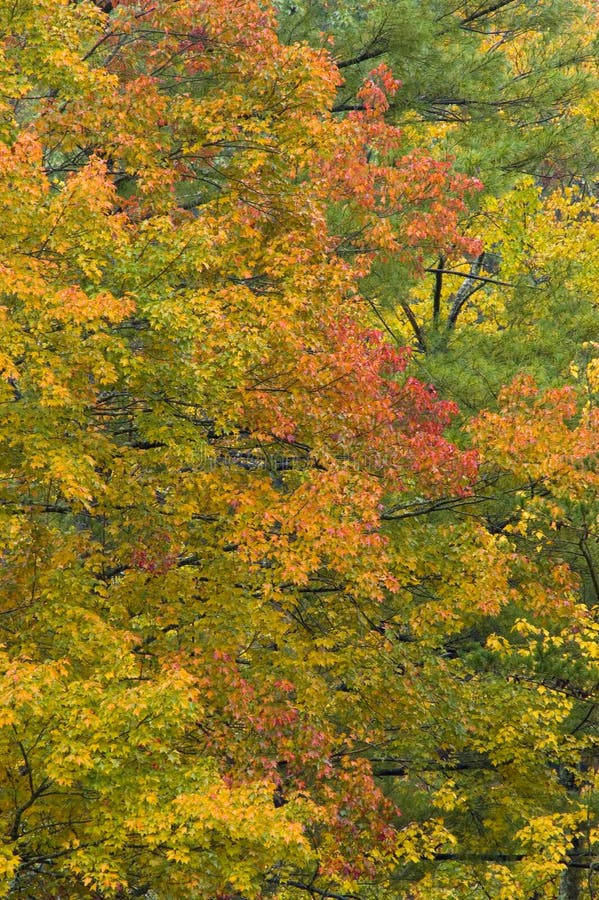 Trees in Fall Color stock photo. Image of background - 28360570