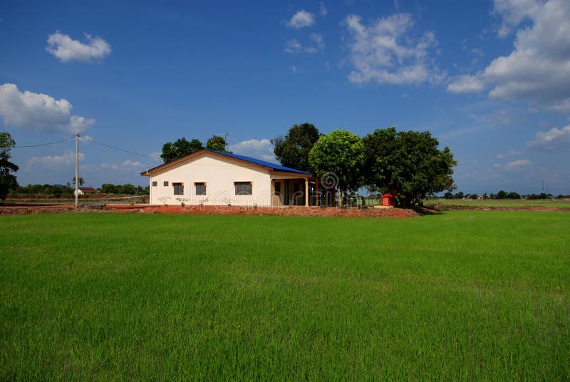 Trees, farm house ,paddy field