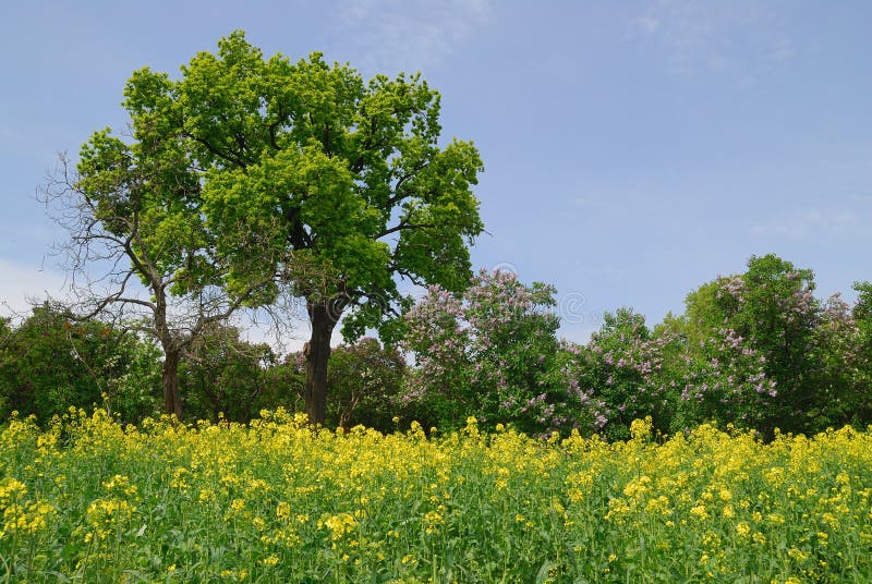 Trees and flowers in country