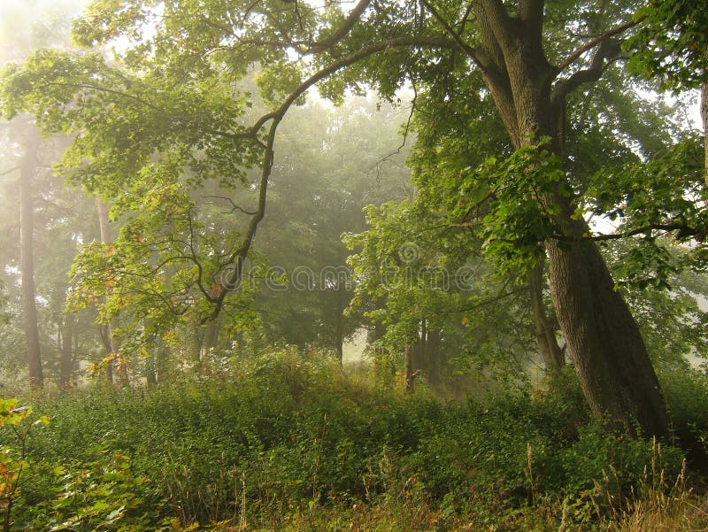 Trees in fog