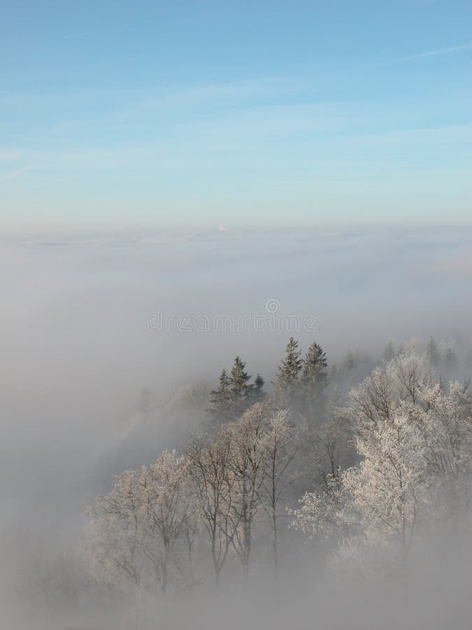 Trees in the fog