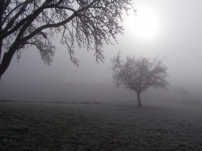 Trees in the fog. Sun shining through the fog on field with trees. taken near forch, zurich, switzerland, on a winter's day in december 2004 royalty free stock photos Trees in the fog. Sun shining through the fog on field with trees. taken near forch, zurich, switzerland, on a winter's day in december 2004 royalty free stock photos
