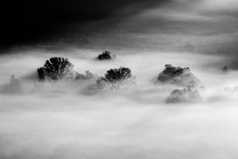 Download Trees In The Fog Black And White Photo Stock Photo - Image of white, minimal: 111184126
