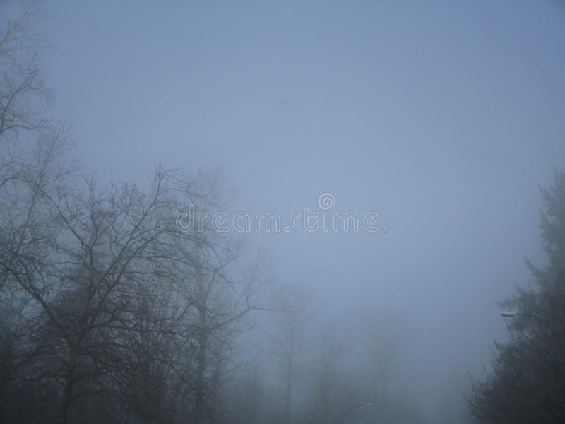 Trees In Foggy Winter Weather On A Cold Day Stock Image Image Of