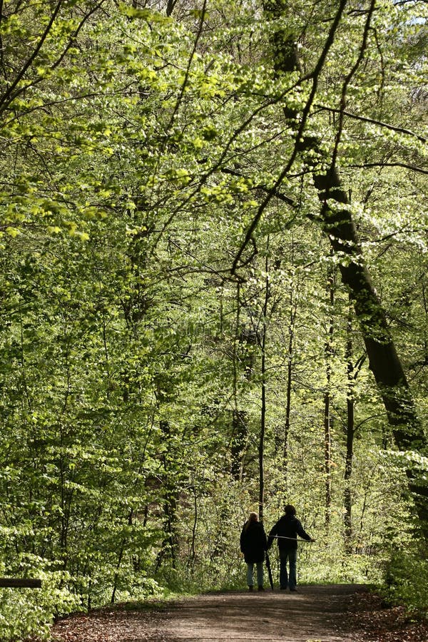 Trees and forest