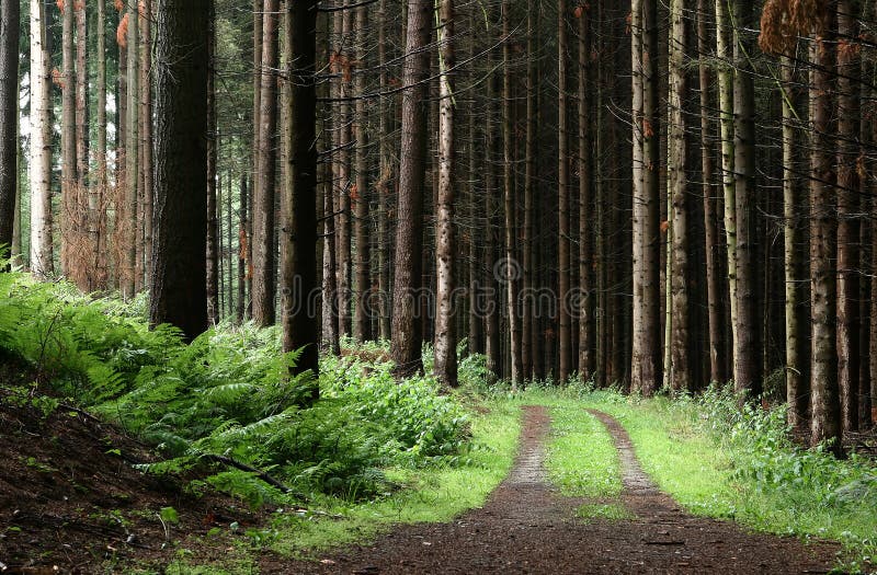 Trees and forest