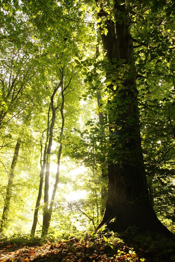 Trees in the forest